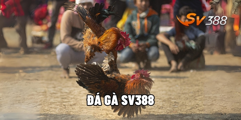 Đá gà SV388