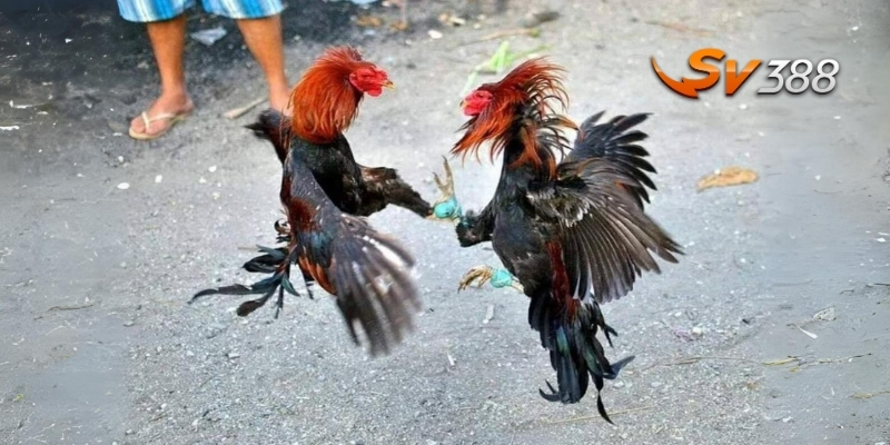Game đá gà ở SV388 có tỷ lệ thưởng cao cho cược thủ